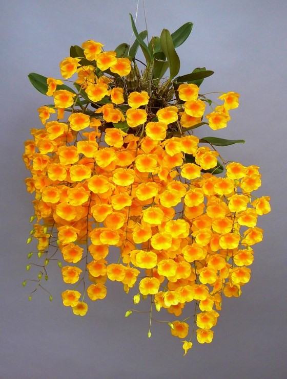 Hoa lan vảy rồng - Nguồn gốc, đặc điểm, cách trồng và chăm sóc hoa lan vảy rồng 23 - kythuatcanhtac.com