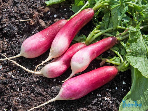 4 vấn đề phổ biến khi trồng củ cải - kythuatcanhtac.com