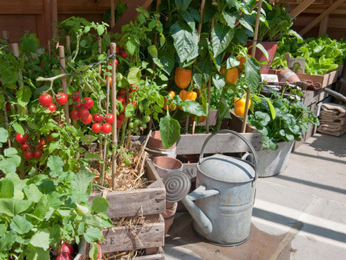 Sai lầm thường mắc phải khi trồng cà chua - kythuatcanhtac.com