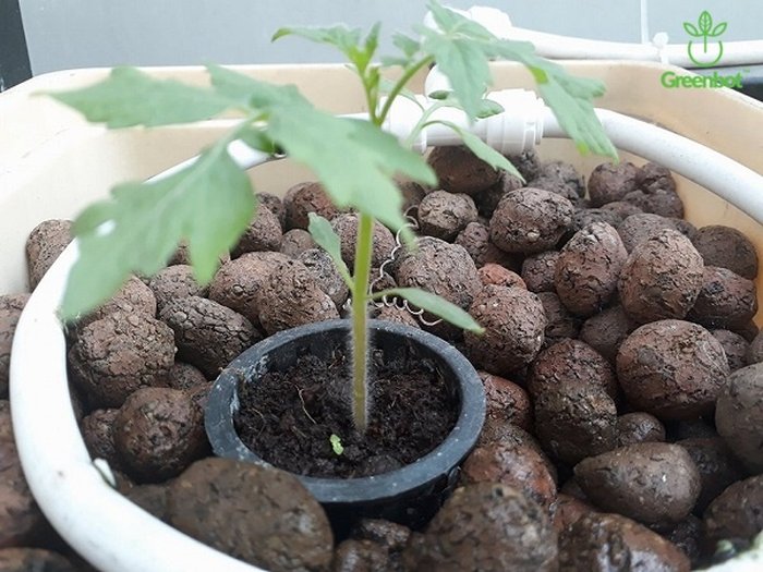 Sai lầm thường mắc phải khi trồng cà chua - kythuatcanhtac.com
