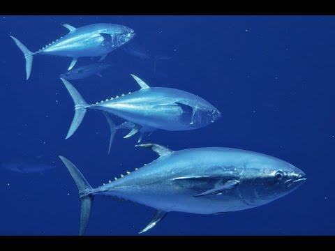 Đặc điểm môi trường sống của cá ngừ - kythuatcanhtac.com