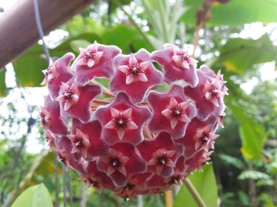 Hoa lan cẩm cù - Nguồn gốc, đặc điểm, cách trồng và chăm sóc hoa lan cẩm cù 20 - kythuatcanhtac.com