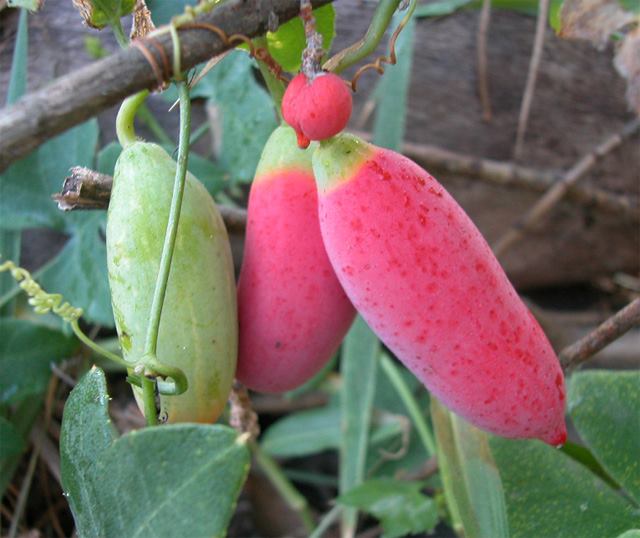 Cách trồng cây bình bát dây cho quả ngon - kythuatcanhtac.com