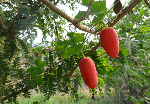 Cách trồng cây bình bát dây cho quả ngon - kythuatcanhtac.com
