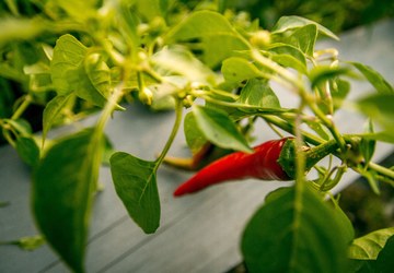 Tự trồng 5 loại rau quả thông dụng cho mọi bữa ăn - kythuatcanhtac.com