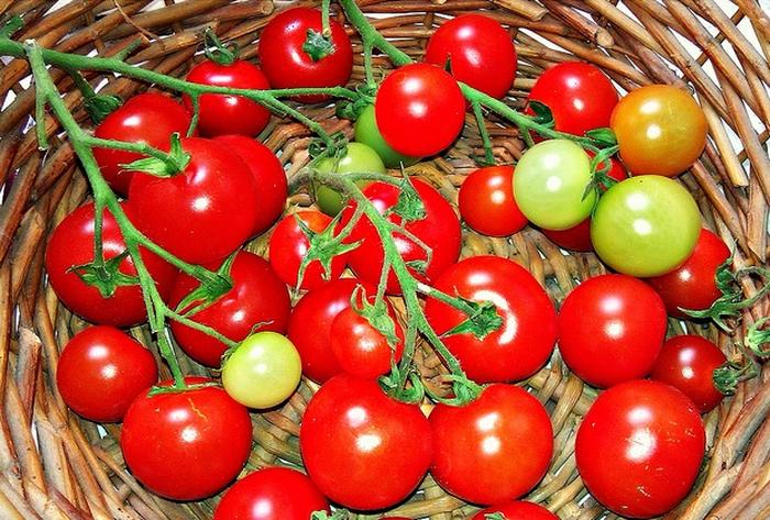 Tự trồng 5 loại rau quả thông dụng cho mọi bữa ăn - kythuatcanhtac.com
