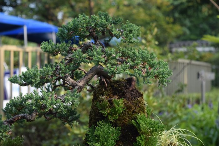 Mách bạn cách trồng bonsai trang trí vườn nổi bật - kythuatcanhtac.com