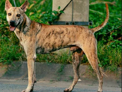 Chó Phú Quốc - Những thông tin cơ bản về loài chó Phú Quốc 10 - kythuatcanhtac.com