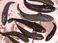 Cá chuối, cá lóc - kythuatcanhtac.com