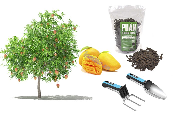 Học cách trồng cây xoài trong chậu chi tiết nhất - kythuatcanhtac.com