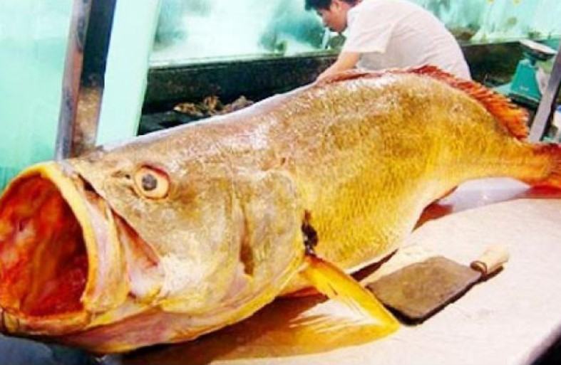 Cá Sủ Vàng - Đặc điểm, Cách phân biệt cá sủ vàng 13 - kythuatcanhtac.com