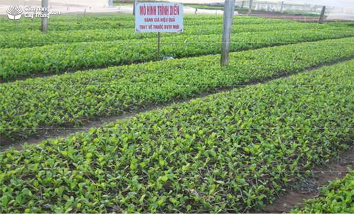 Tỉa cây cải xanh đảm bảo cây phát triển - kythuatcanhtac.com
