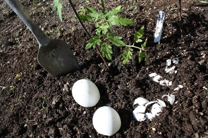 Mẹo làm vườn từ chuối và trứng hỏng cung cấp dinh dưỡng - kythuatcanhtac.com