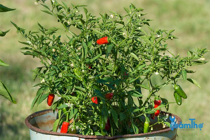 Cách nhân giống trồng cây ớt từ giâm cành - kythuatcanhtac.com