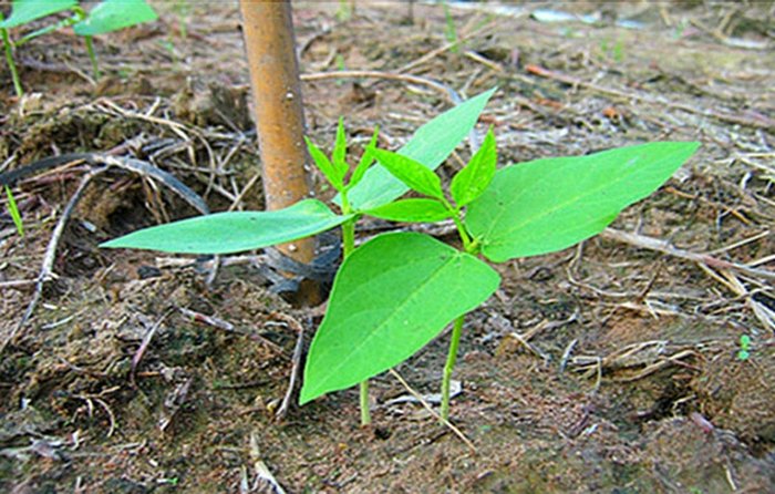 Hướng dẫn cách trồng đậu đũa - kythuatcanhtac.com