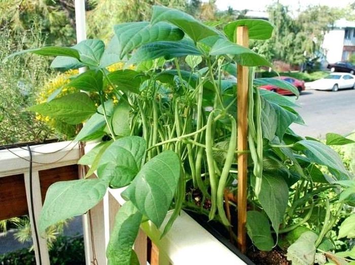 Hướng dẫn cách trồng đậu đũa - kythuatcanhtac.com