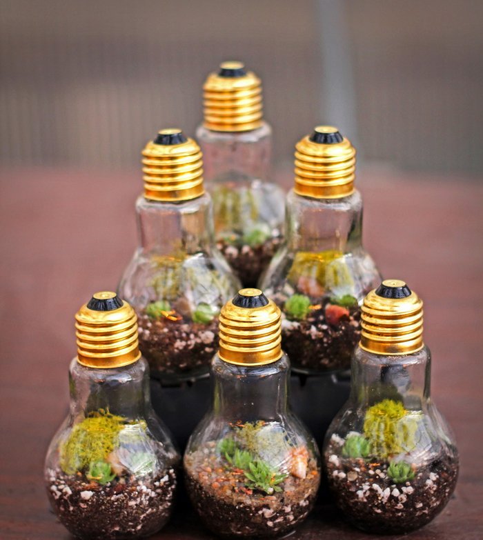 Nghệ thuật trồng cây cảnh mini trong bóng đèn - kythuatcanhtac.com