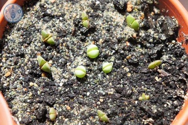Cách trồng sen đá từ hạt - kythuatcanhtac.com