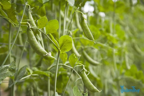 Các loại rau tốt nhất để trồng trong vườn vào mùa thu - kythuatcanhtac.com