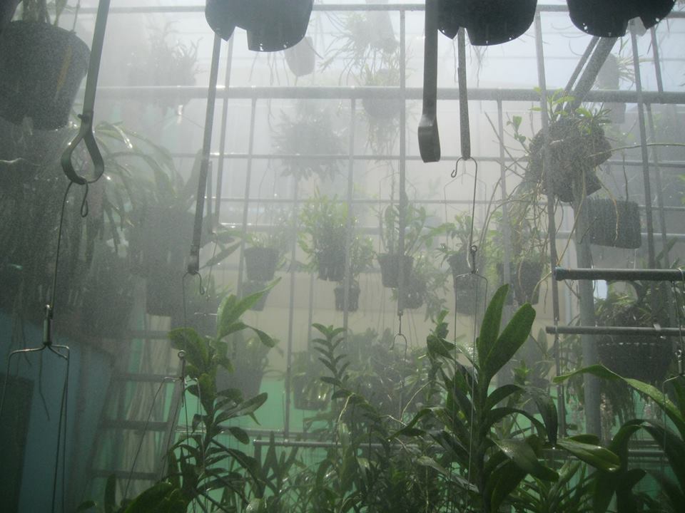Tưới phun sương và tạo độ ẩm cho cây lan - kythuatcanhtac.com