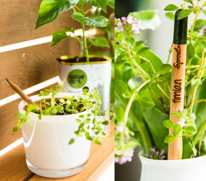 Mẹo trồng cây bằng bút chì thông minh - kythuatcanhtac.com