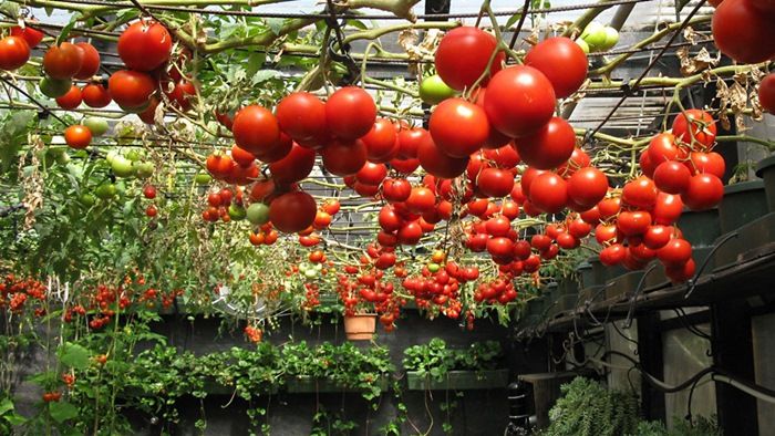 7 cách làm giàn cà chua đơn giản - kythuatcanhtac.com