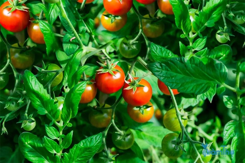 Cách trồng cà chua hữu cơ - kythuatcanhtac.com