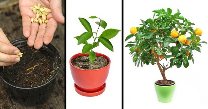 Bí kíp trồng 8 loại cây ăn quả từ hạt cực đơn giản - kythuatcanhtac.com