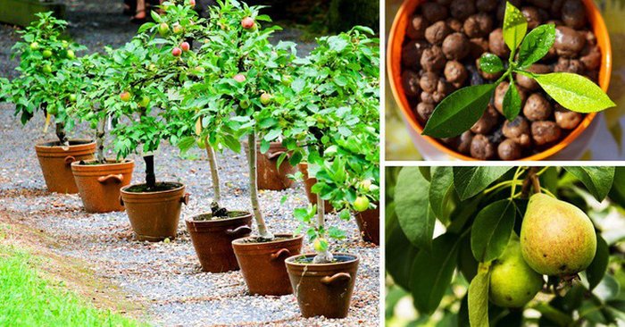 Bí kíp trồng 8 loại cây ăn quả từ hạt cực đơn giản - kythuatcanhtac.com