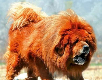 Chó Ngao tây tạng - Nguồn gốc, đặc điểm, cách chăm sóc chó Ngao tây tạng 15 - kythuatcanhtac.com