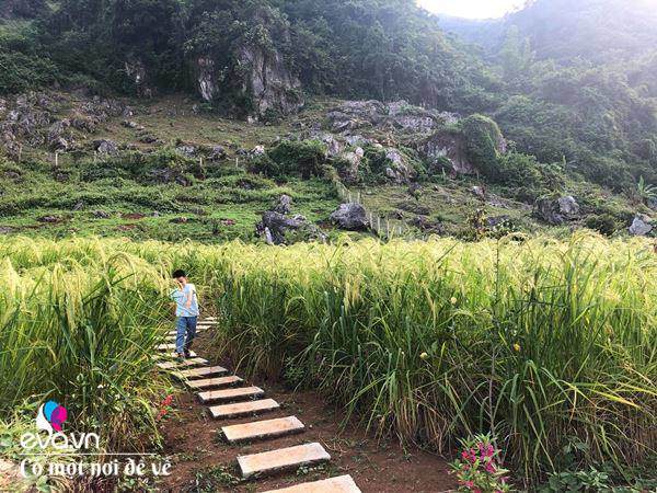 “Bỏ phố lên rừng”, vợ chồng 8X đến Mộc Châu dựng nhà sàn, trồng lúa nương trong vườn 5000m² - 11 - kythuatcanhtac.com