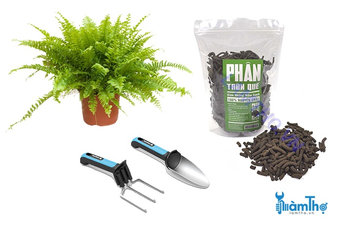 Phương pháp trồng cây dương xỉ thanh lọc không khí - kythuatcanhtac.com