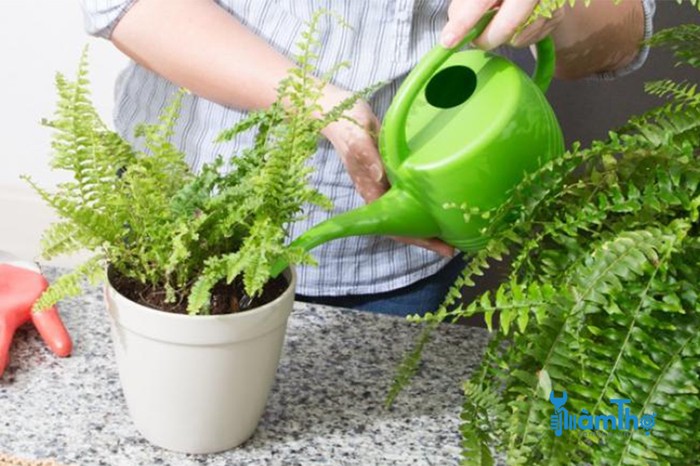 Phương pháp trồng cây dương xỉ thanh lọc không khí - kythuatcanhtac.com