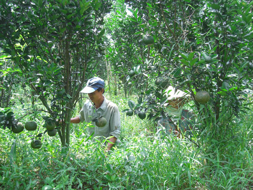 Làm cỏ dọn vệ sinh cho vườn cam thông thoáng - kythuatcanhtac.com