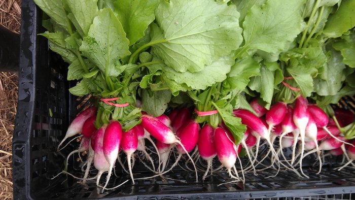 Cách trồng củ cải đỏ đít trắng mini - kythuatcanhtac.com