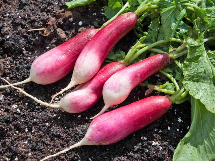 Cách trồng củ cải đỏ đít trắng mini - kythuatcanhtac.com