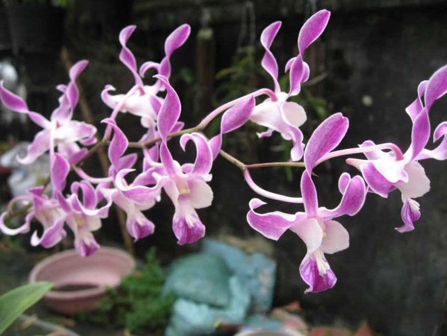 Hoa lan dendro nắng - Nguồn gốc, đặc điểm, cách trồng và chăm sóc hoa lan dendro nắng 10 - kythuatcanhtac.com