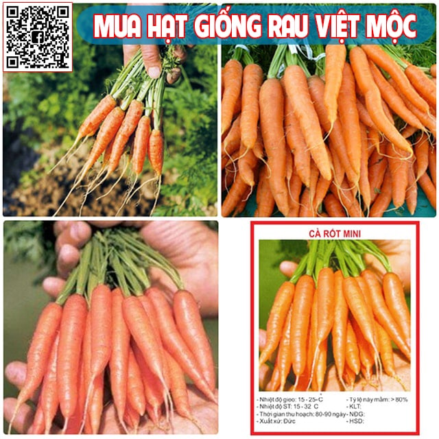 Thu hoạch cà rốt mini - kythuatcanhtac.com
