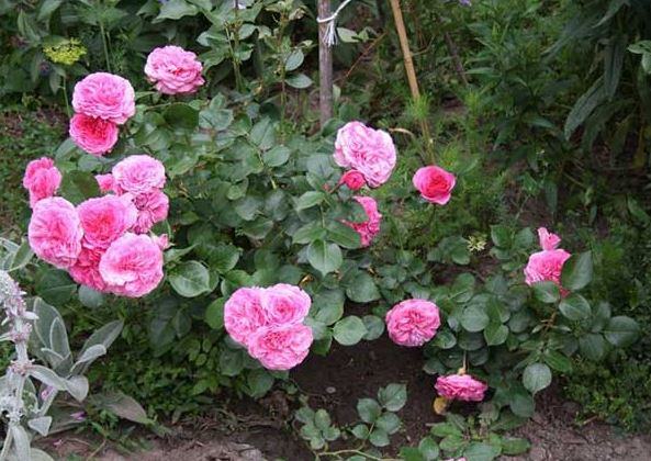 Cách trồng hoa hồng leo Baronesse rose - kythuatcanhtac.com