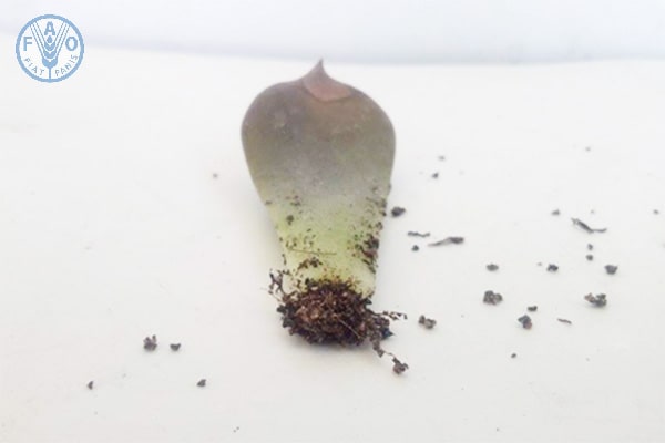 Cách trồng cây sen đá bằng lá - kythuatcanhtac.com