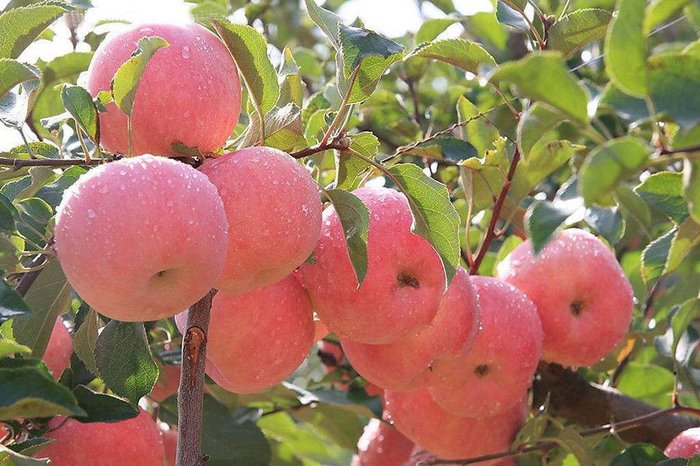 Kinh nghiệm trồng táo tây siêu lùn sai trĩu quả - kythuatcanhtac.com