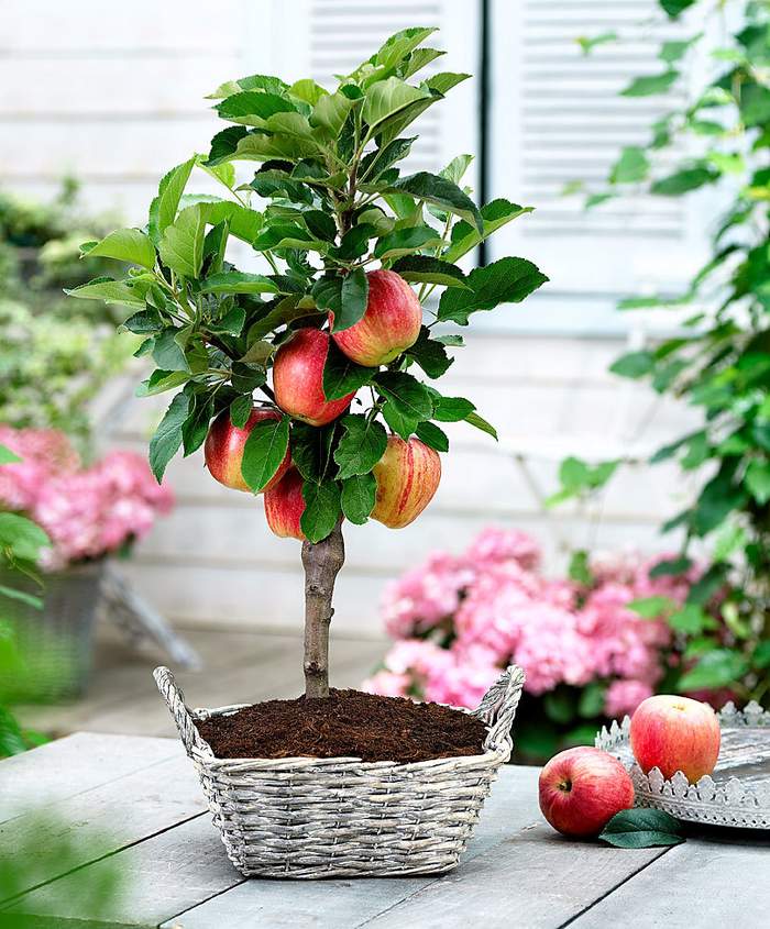 Kinh nghiệm trồng táo tây siêu lùn sai trĩu quả - kythuatcanhtac.com