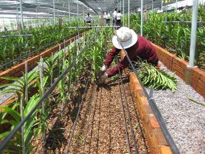 Bao xung quanh luống để chất trồng không bị trôi đi là cách trồng lan (loại phát triển cao) phù hợp giúp lan phát triển tốt sau khi tách chiết. - kythuatcanhtac.com