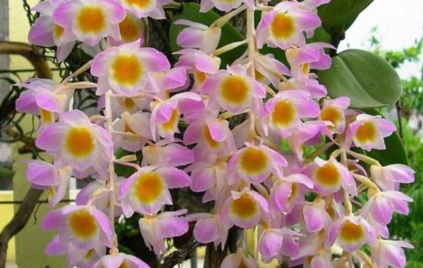 60 bí quyết hay bỏ túi khi chăm sóc hoa lan - kythuatcanhtac.com