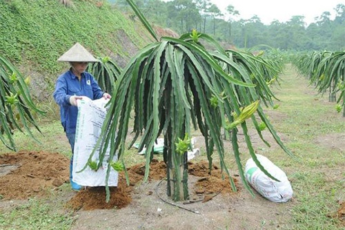 Cách trồng cây thanh long - kythuatcanhtac.com