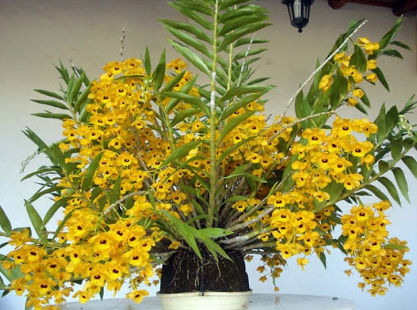 Hoa lan phi điệp vàng - Nguồn gốc, đặc điểm, cách trồng và chăm sóc hoa lan phi điệp vàng 21 - kythuatcanhtac.com