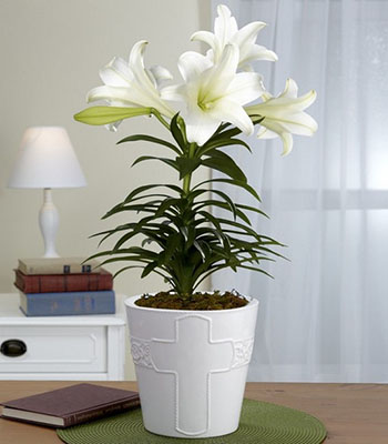 Đặt chậu hoa ly trong nhà để giữ bền hoa  - kythuatcanhtac.com