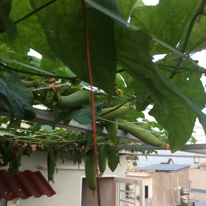 Thầy giáo Sài Gòn trồng rau, nuôi cá trên sân thượng 10m2, vốn 20 triệu giờ ăn không hết - 9 - kythuatcanhtac.com