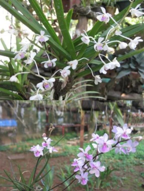 Hoa lan Vanda - Nguồn gốc, đặc điểm, cách trồng và chăm sóc hoa lan vanda 21 - kythuatcanhtac.com