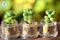 Cách trồng sen đá bằng hạt - kythuatcanhtac.com